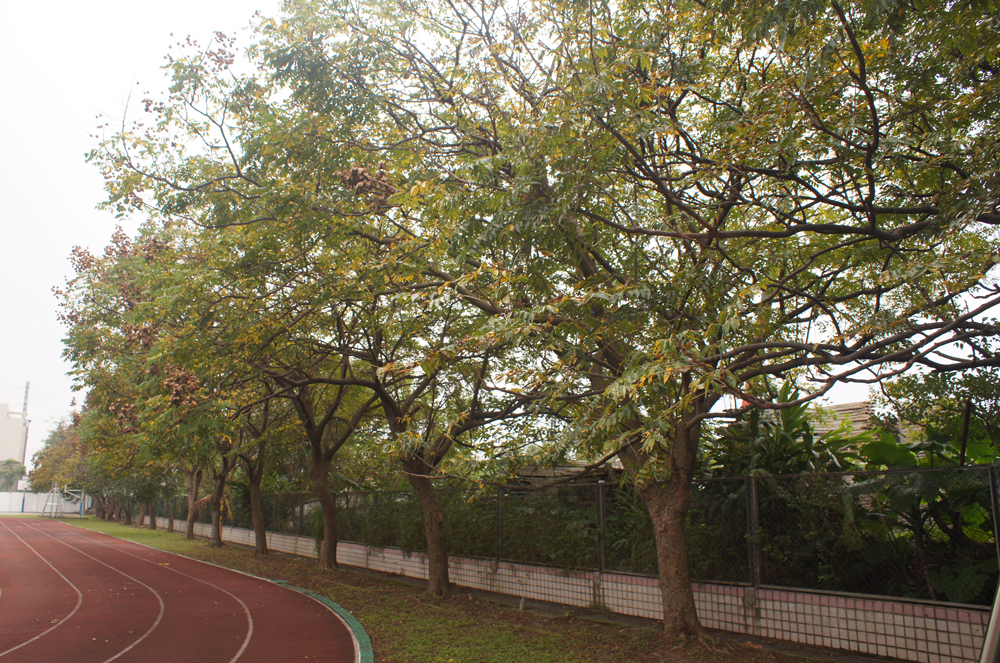 轉知國立臺灣大學訂於111年3月14日至3月18日辦理3場次「樹木增能研習」一案