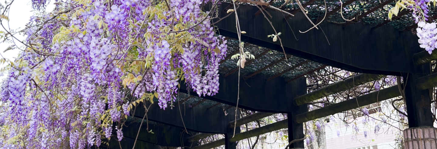 Shiang-An playground wisteria